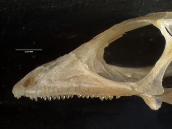 Media type: image;   Herpetology R-61107